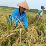 salah-satu-petani-saat-memanen-padi-di-subak-tibubeleng-kecamatan-mendoyo-kabupaten-jembrana-bali-sabtu-1942025-foto-i-putu-ad-1745068662663_169
