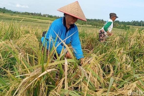 salah-satu-petani-saat-memanen-padi-di-subak-tibubeleng-kecamatan-mendoyo-kabupaten-jembrana-bali-sabtu-1942025-foto-i-putu-ad-1745068662663_169