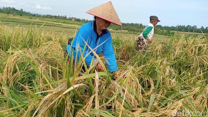 salah-satu-petani-saat-memanen-padi-di-subak-tibubeleng-kecamatan-mendoyo-kabupaten-jembrana-bali-sabtu-1942025-foto-i-putu-ad-1745068662663_169